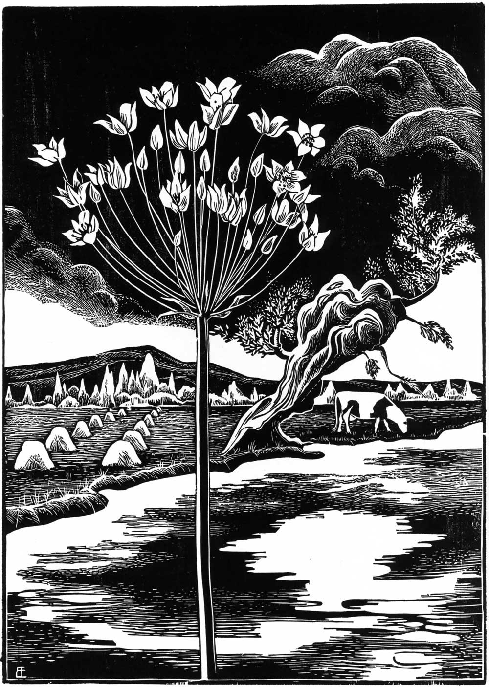 Zwanebloem, 44 x 31 cm, 1937/'38